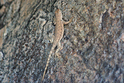Canyon Lizard 2007-08-21