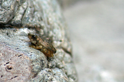 Canyon Treefrog 2007-08-21