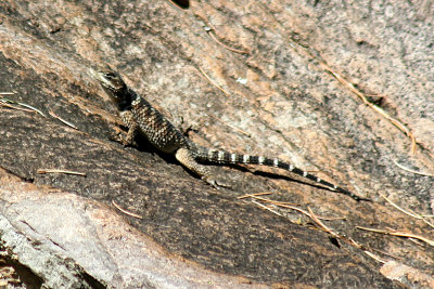 Crevice Spiny Lizard 2007-08-22