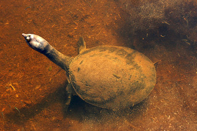 Florida Soft-shelled Turtle 2007-10-12