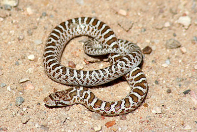Glossy Snake 2007-04-21