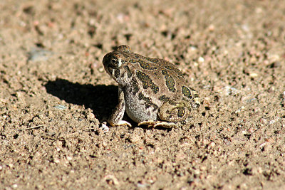Great Plains Toad 2007-08-28