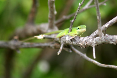 Green Anole 2007-09-25