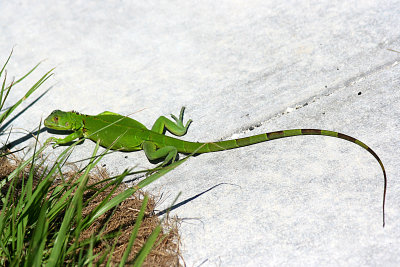 Green Iguana 2007-09-19