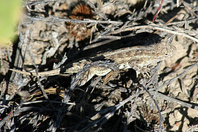 Lesser Earless Lizard 2007-09-02
