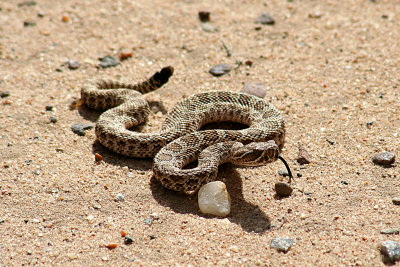 Prairie Rattlesnake 2007-04-21