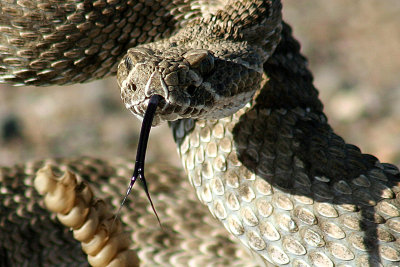 Prairie Rattlesnake 2007-04-29