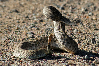 Prairie Rattlesnake 2007-04-29