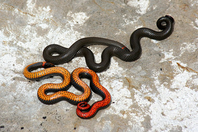 Ring-necked Snake 2007-05-05