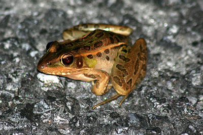 Southern Leopard Frog 2007-10-23