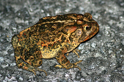Southern Toad 2007-10-23