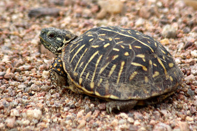 Ornate Box Turtle 2009-05-25