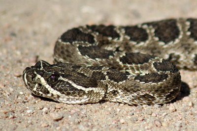 Prairie Rattlesnake 2009-07-20