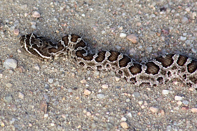 Prairie Rattlesnake 2009-09-18