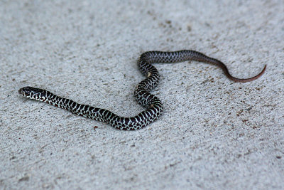 Yellow-bellied Racer 2009-08-28
