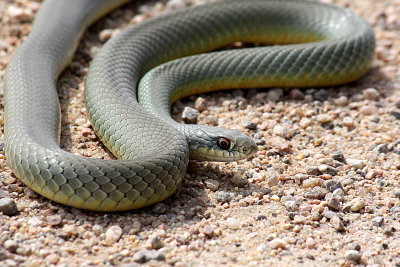 Yellow-bellied Racer 2009-09-18
