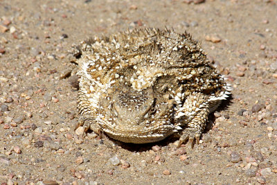 Short-horned Lizard 2009-09-07