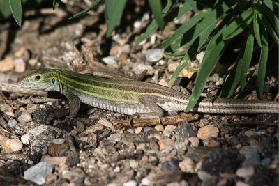 2011 Herp Photos