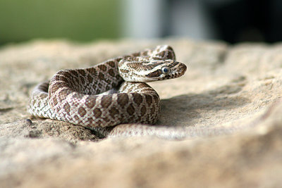 Great Plains Rat Snake 2006-05-05