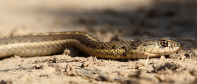 Western Terrestrial Garter Snake 2012-09-30