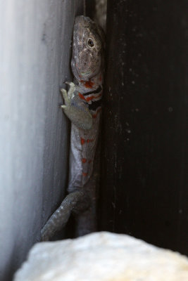 Collared Lizard 2012-07-12