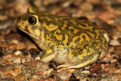 Couch's Spadefoot 2012-07-11