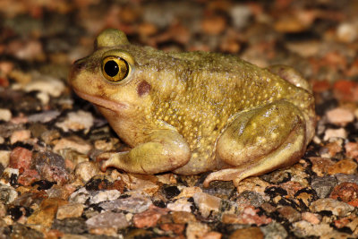 Couch's Spadefoot 2012-07-11