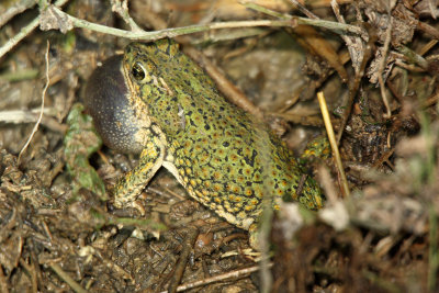 Green Toad 2012-07-11