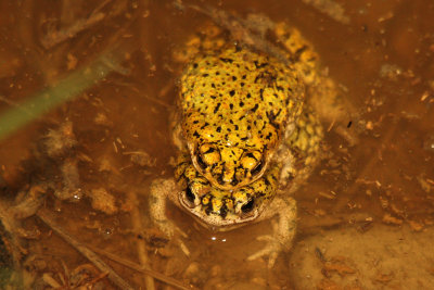 Green Toad 2012-07-11