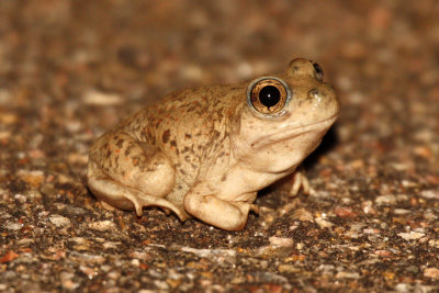 New Mexico Spadefoot 2012-07-11