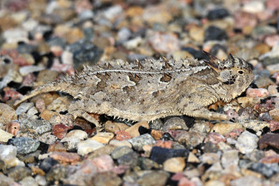 Texas Horned Lizard 2012-07-11