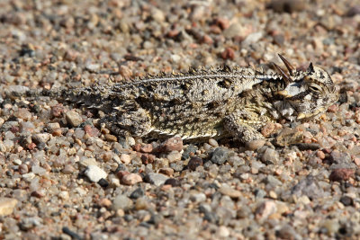 Texas Horned Lizard 2012-07-13