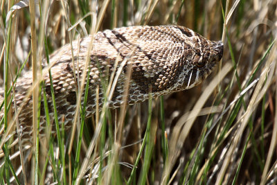 Western Hognose Snake 2012-05-20