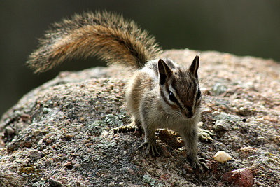 Chipmunk 2009-07-09