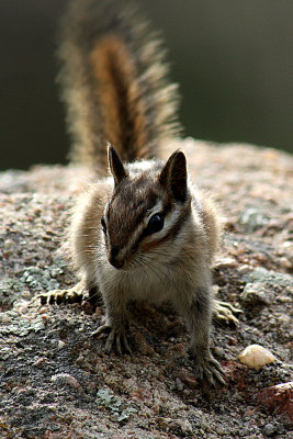 Chipmunk 2009-07-09