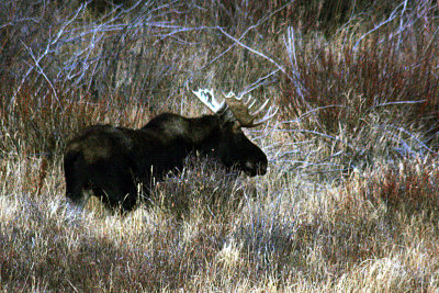 Moose 2009-10-23