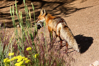 Red Fox 2009-06-25