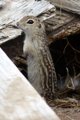 Thirteen-lined Ground-Squirrel 2009-03-22