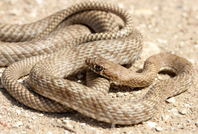 Coachwhip 2013-09-01