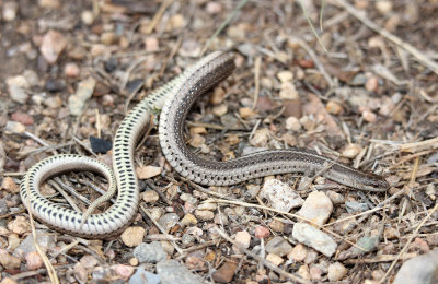 Lined Snake 2013-09-03