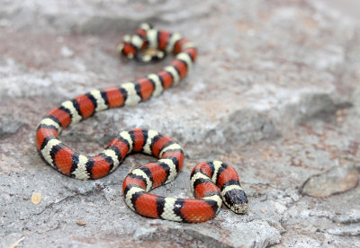 Milksnake 2013-09-03