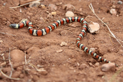 Milksnake 2013-09-08