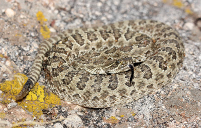 Prairie Rattlesnake 2013-09-03