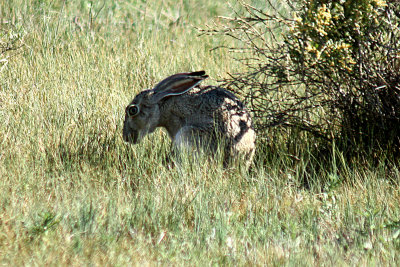 Black-tailed Jackrabbit 2008-06-21