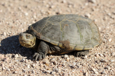 Yellow Mud Turtle 2013-09-01