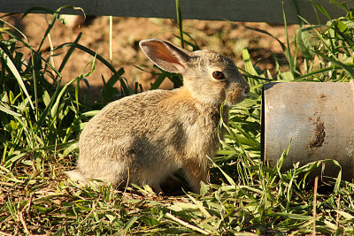 Cottontail 2008-08-30