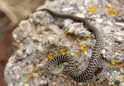 Yellow-bellied Racer 2013-09-08