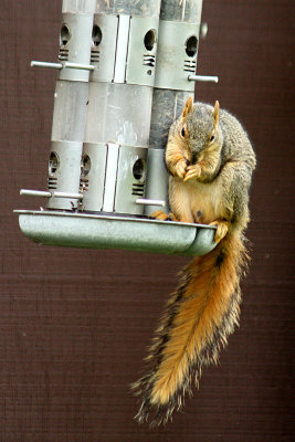 Eastern Fox Squirrel 2008-05-26