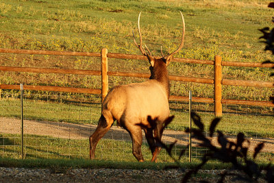 Elk 2008-09-06