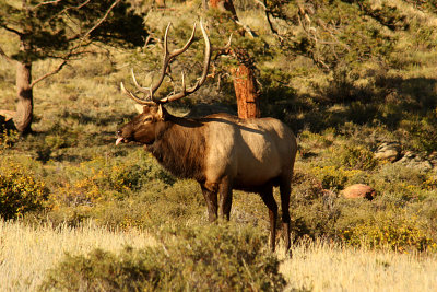 Elk 2008-09-16